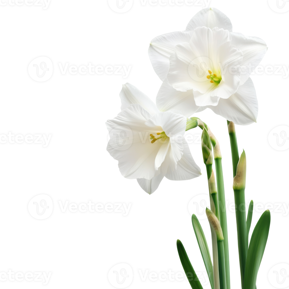 Elegant white flowers growing in a bright setting png