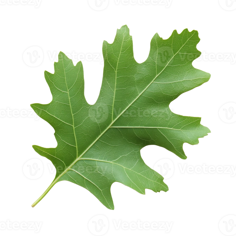 Green oak leaf isolated on white background png
