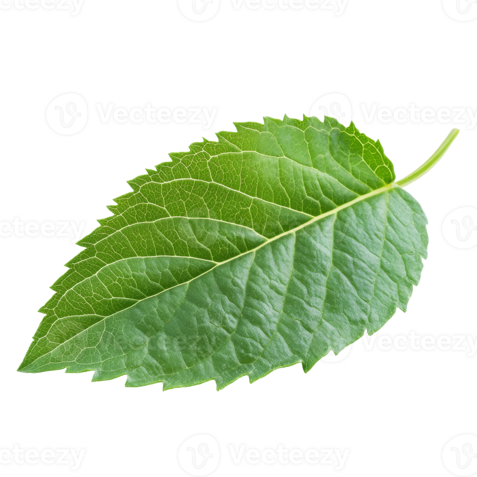 Close up of green leaf veins png