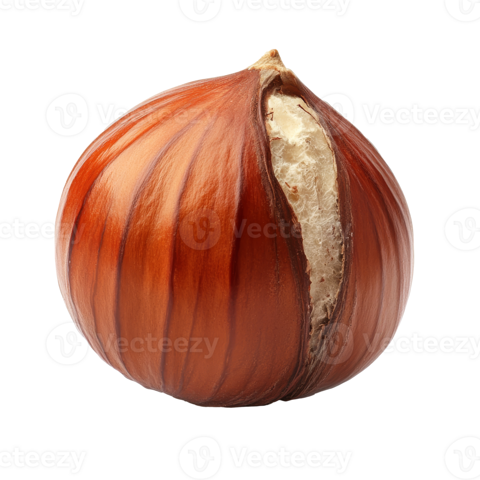 Close up of a whole hazelnut with cracked shell png