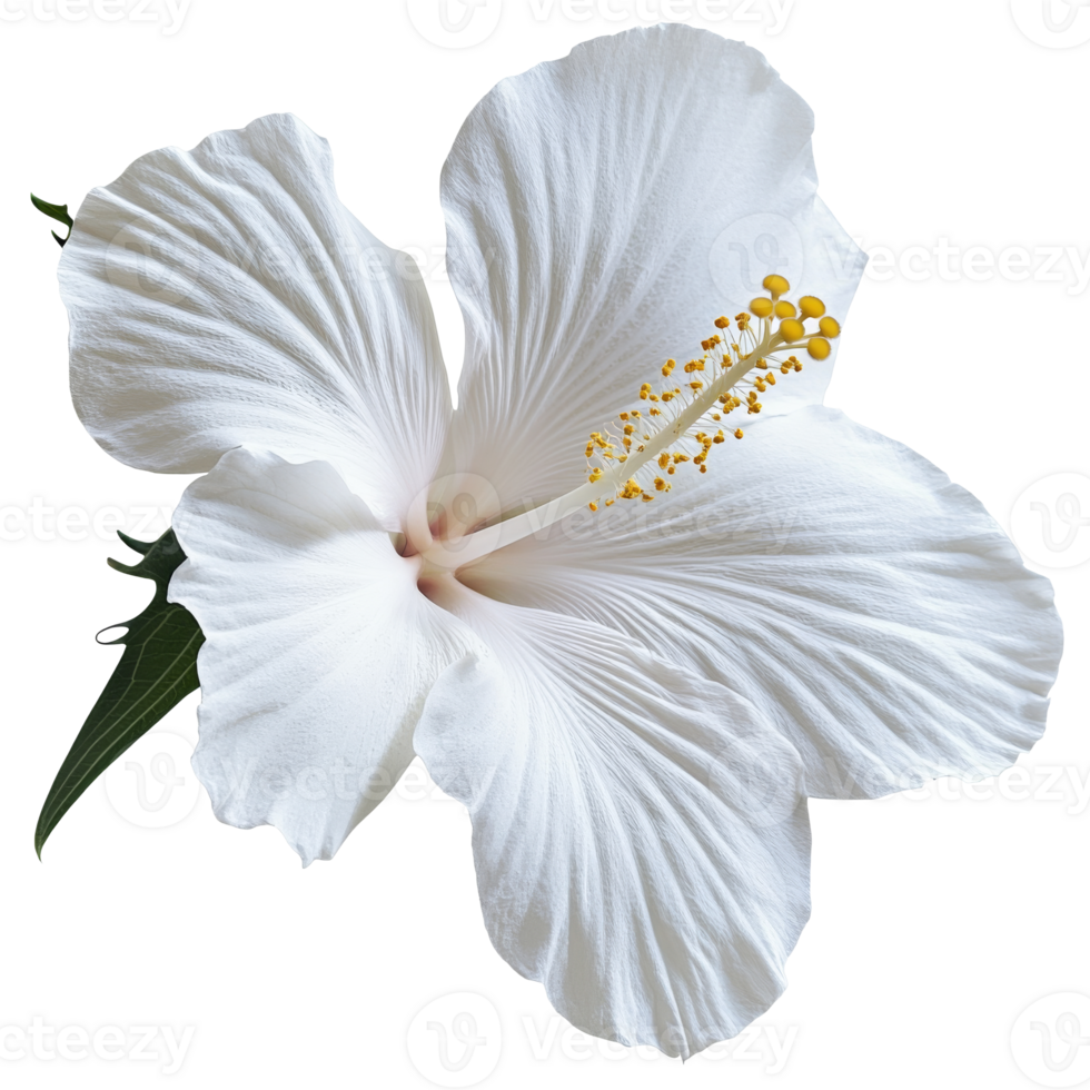 White hibiscus with yellow stamens png