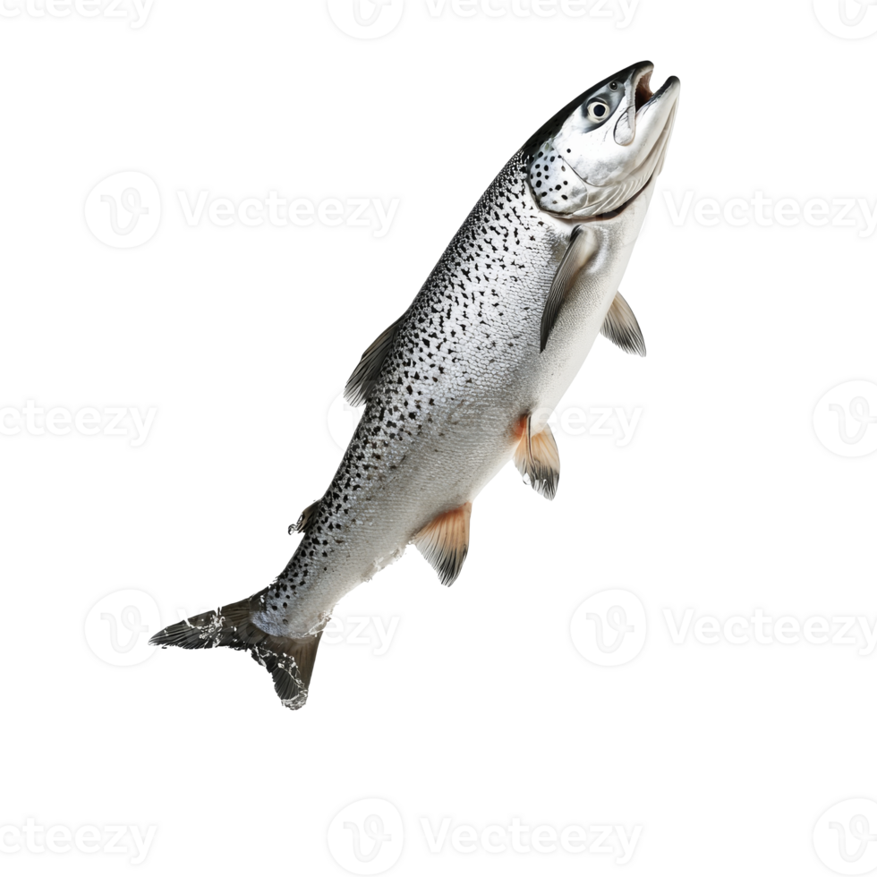 Healthy salmon fish on display with fresh features png