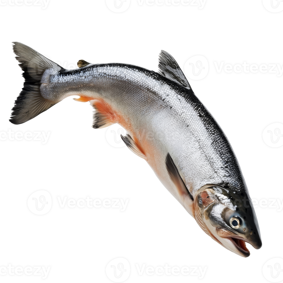Fresh salmon ready for cooking or grilling png