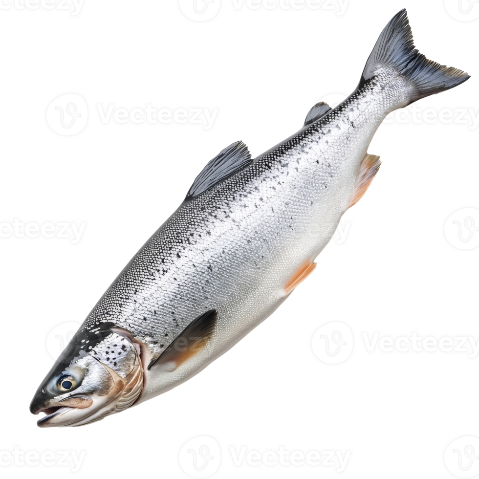 Fresh salmon ready for preparation in the kitchen png