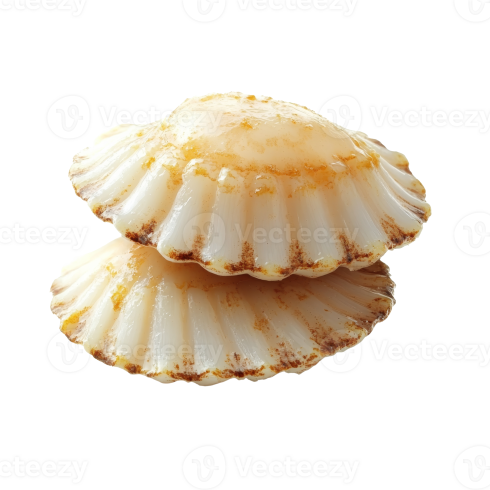 Scallop shells on a reflective surface png