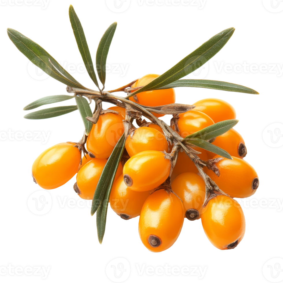 Daylight sea buckthorn berries on branch png