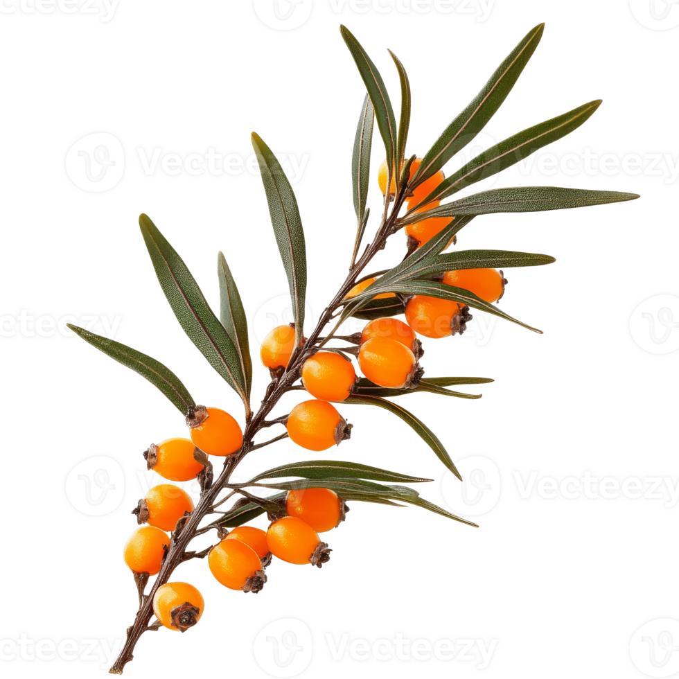 Orange sea buckthorn on green branch png