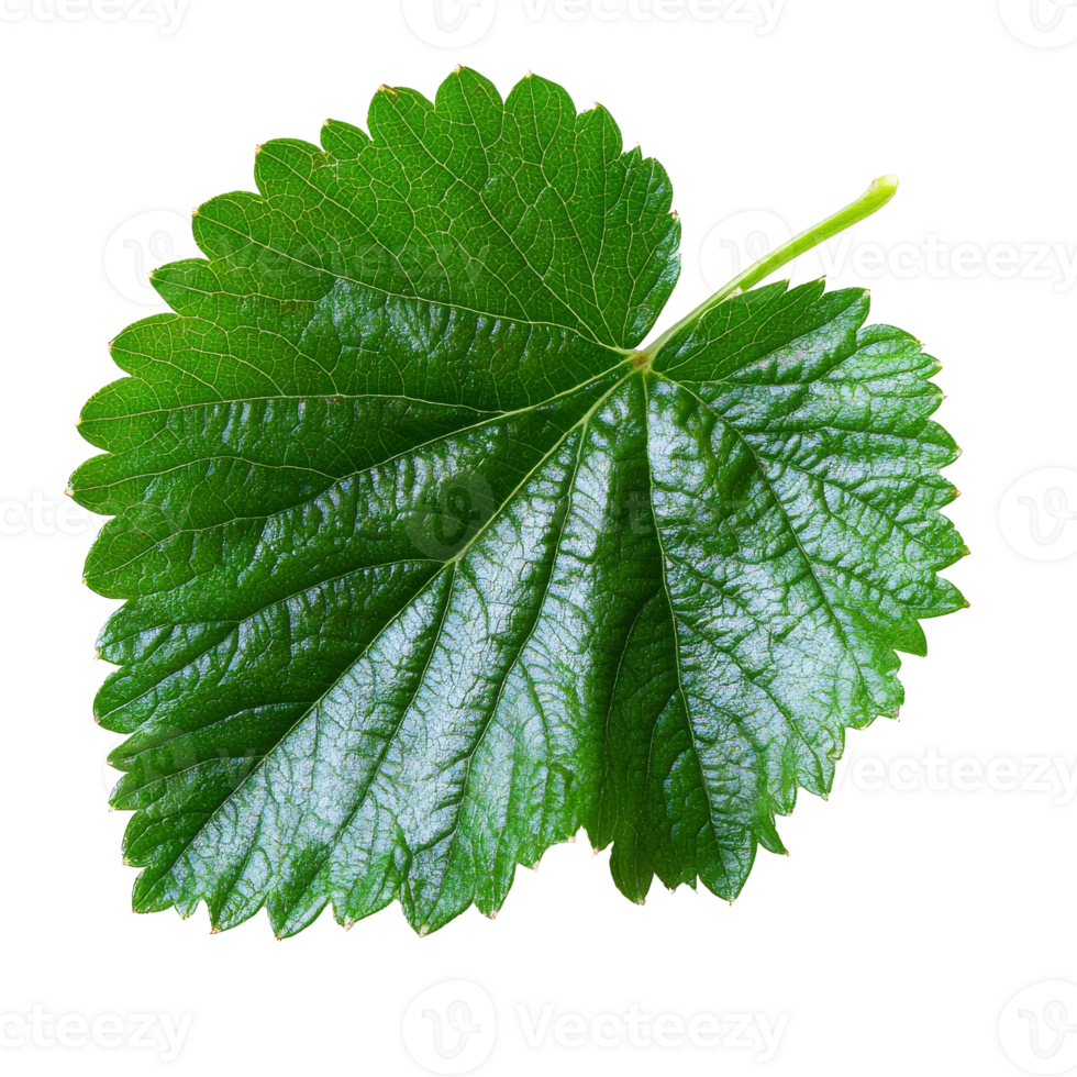 Fresh green leaf of a strawberry plant on display png