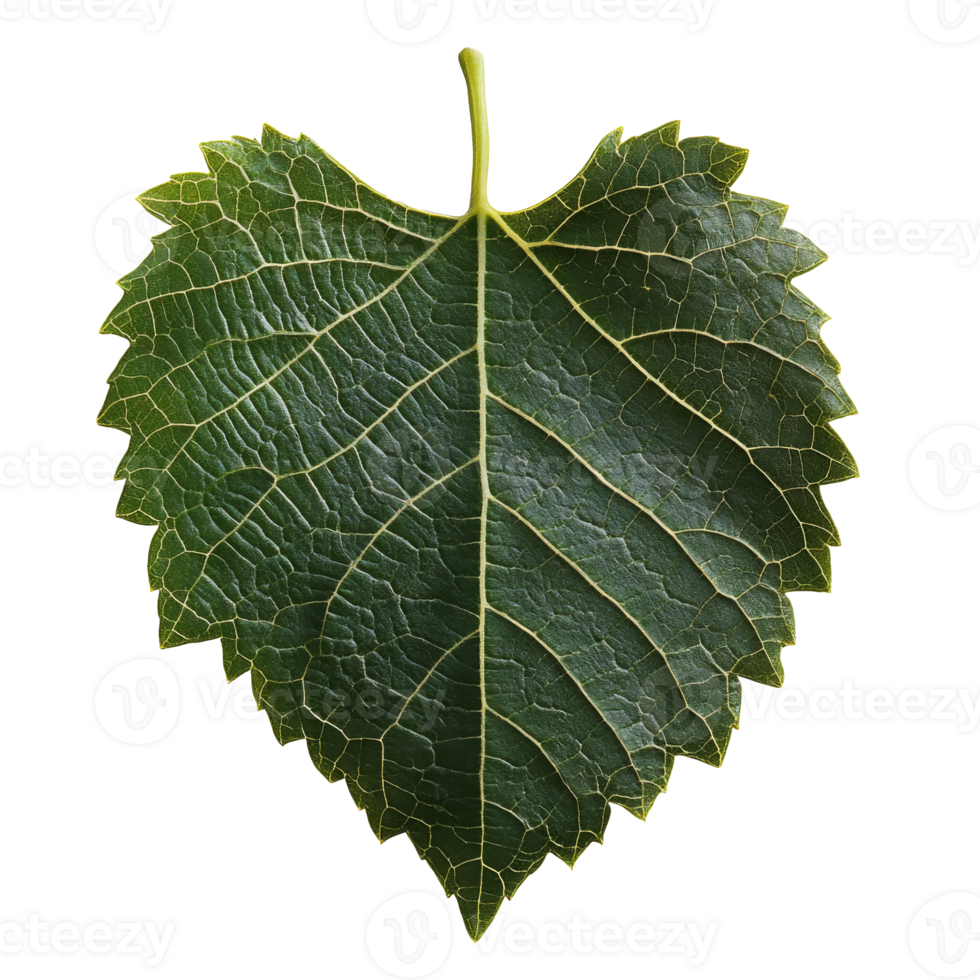 Green heart shaped leaf on white png