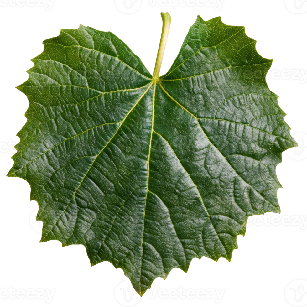 A close up of a vibrant green heart shaped leaf png