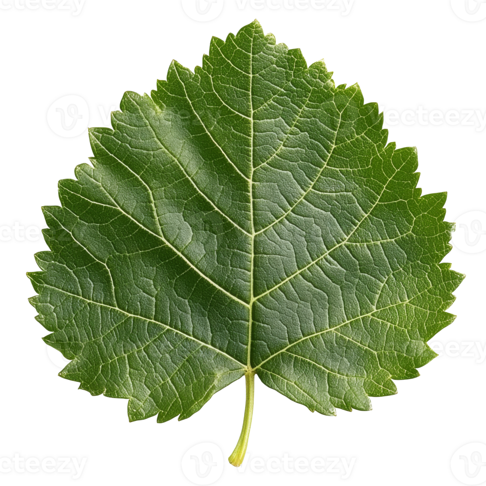 Textured green leaf on white png