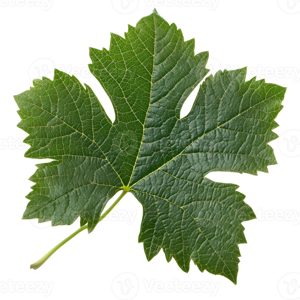 Green grape leaf on white background png