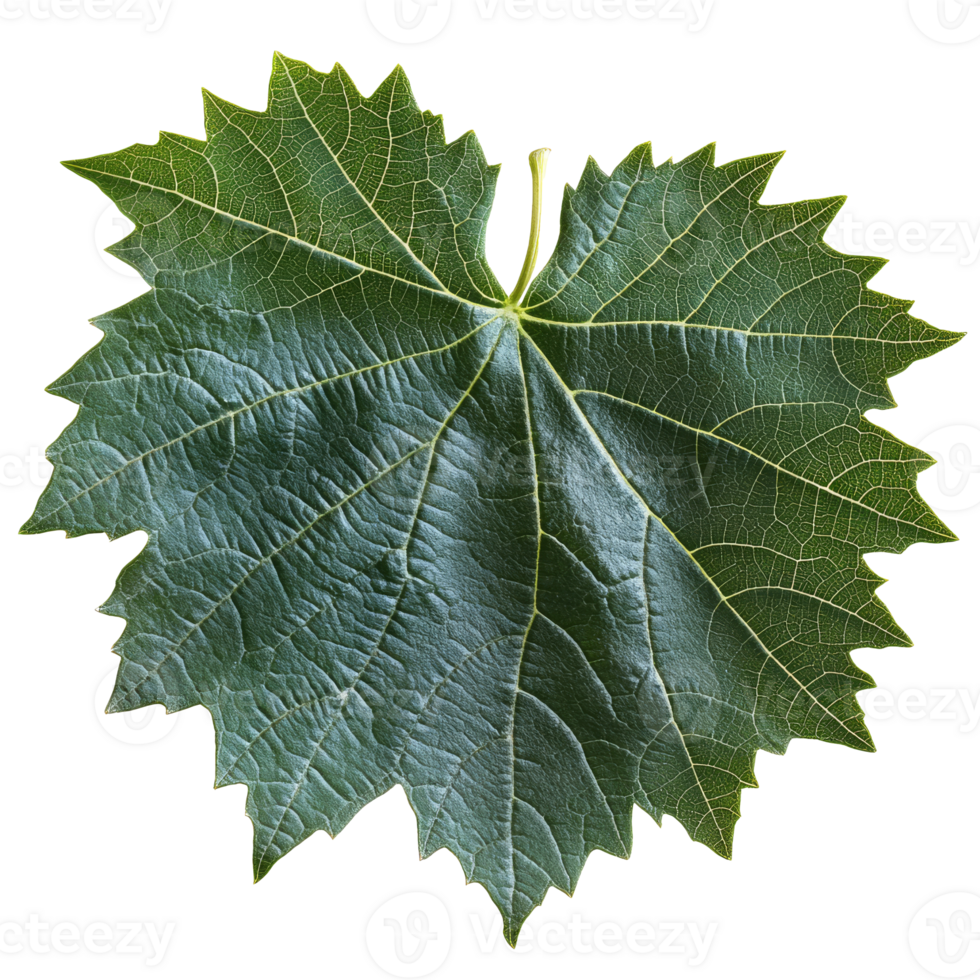 Large green leaf with intricate vein patterns png