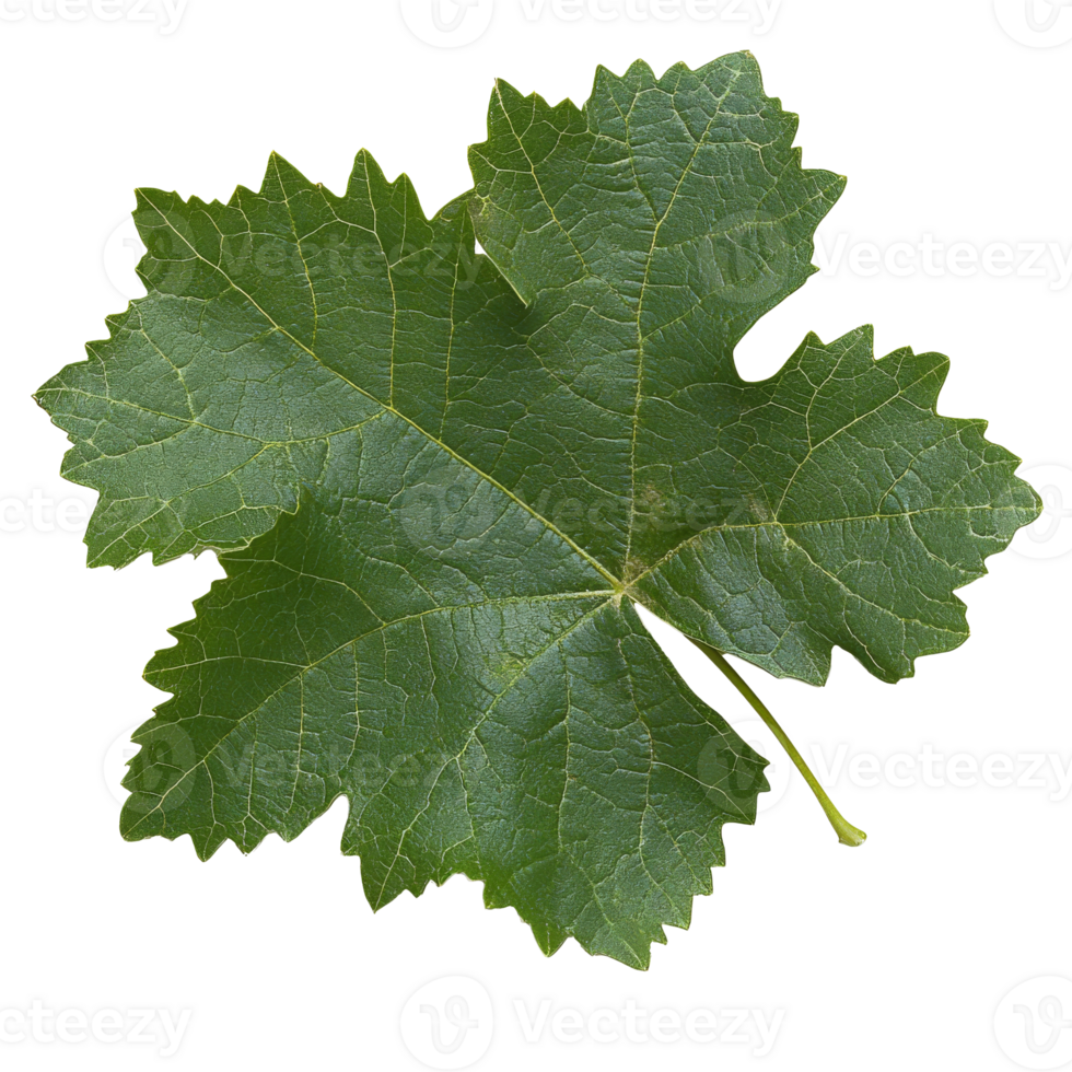 Green grape leaf on white background png