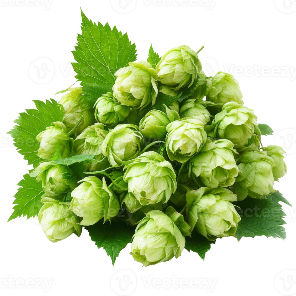 Fresh green hops harvested from the farm in autumn png