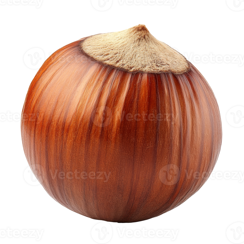 Hazelnut in shell on white background png