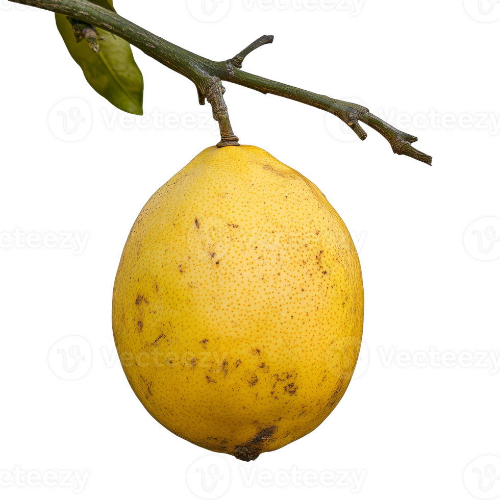 Fresh lemon hanging from tree branch in sunlight png
