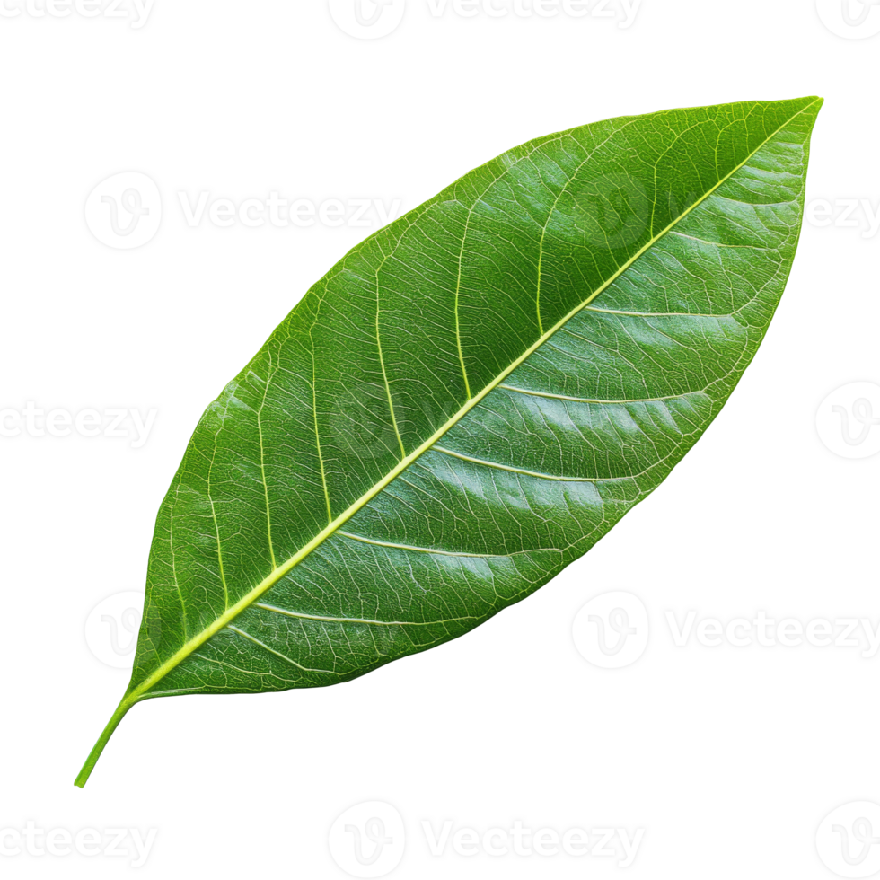 Close up of a textured green leaf png