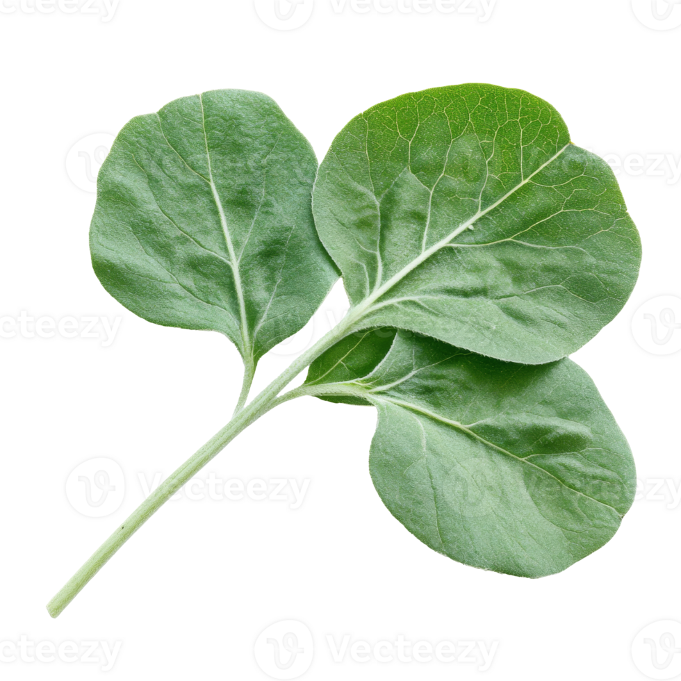 Spinach leaves on white background png