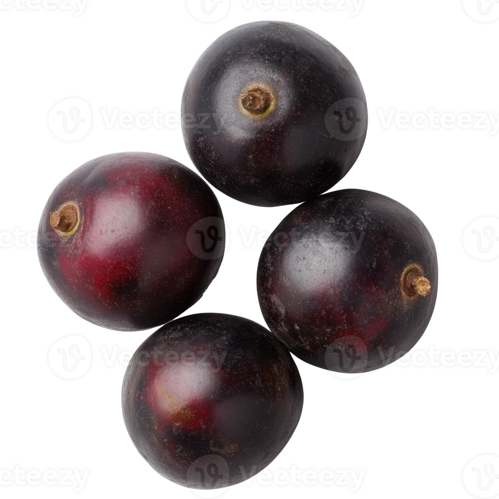 Fresh blackcurrants on a plain backdrop png