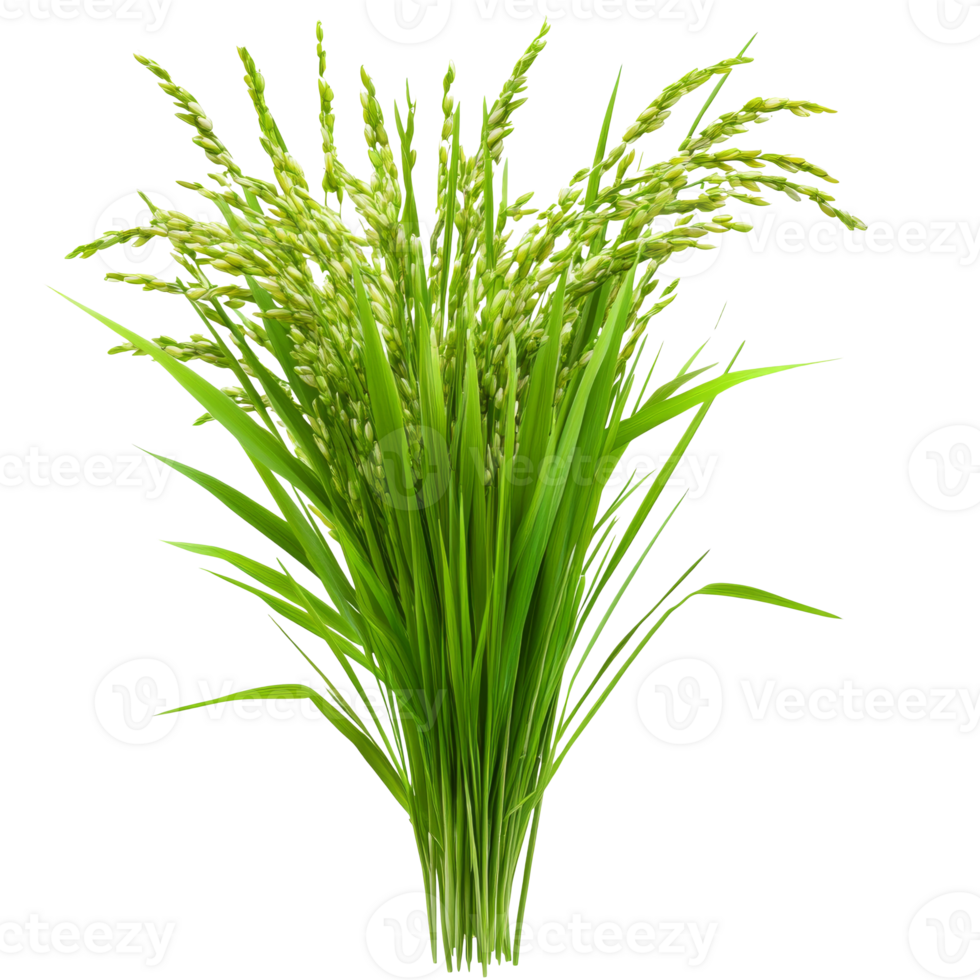 Indoor display of fresh green rice stalks png