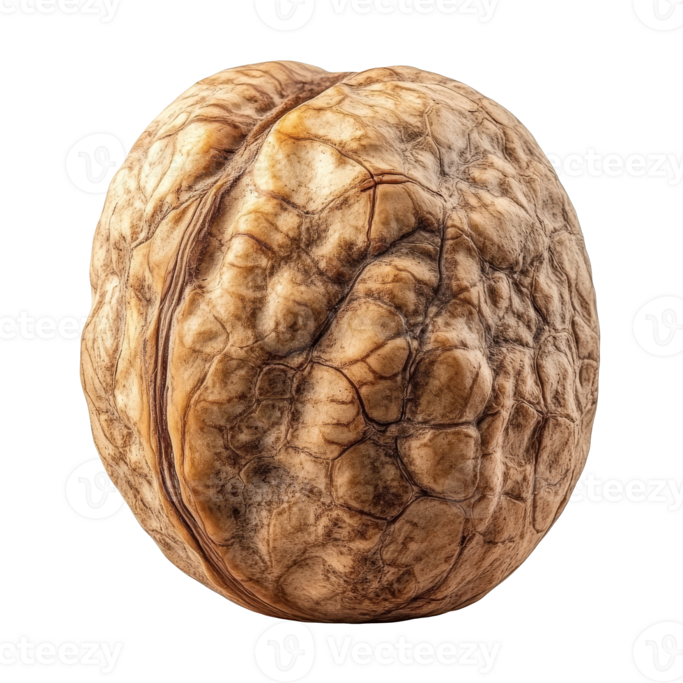 Intricate walnut with unique shell texture png