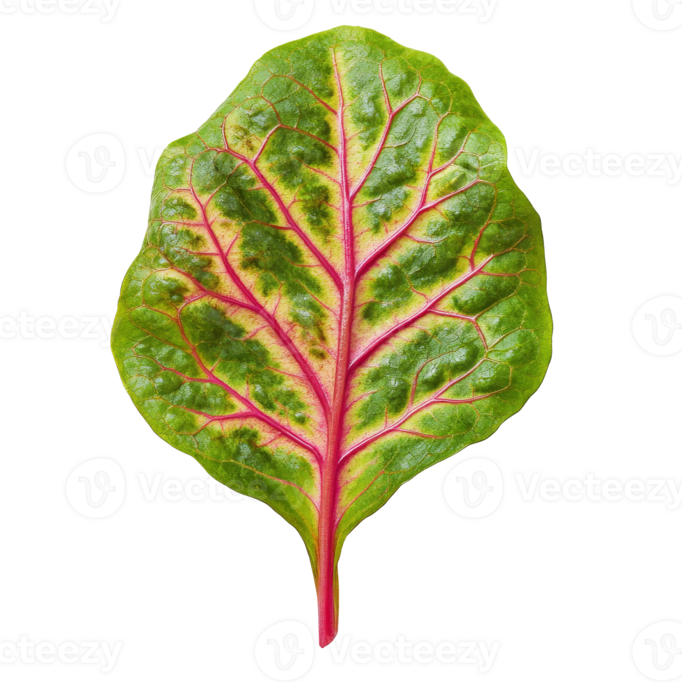Bright green Swiss chard leaf with vibrant veins png