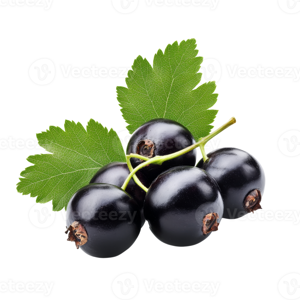 Fresh black currants with green leaves on display png