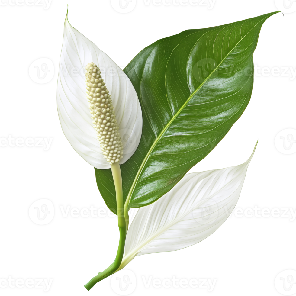 White peace lily flower with green leaves in bloom png