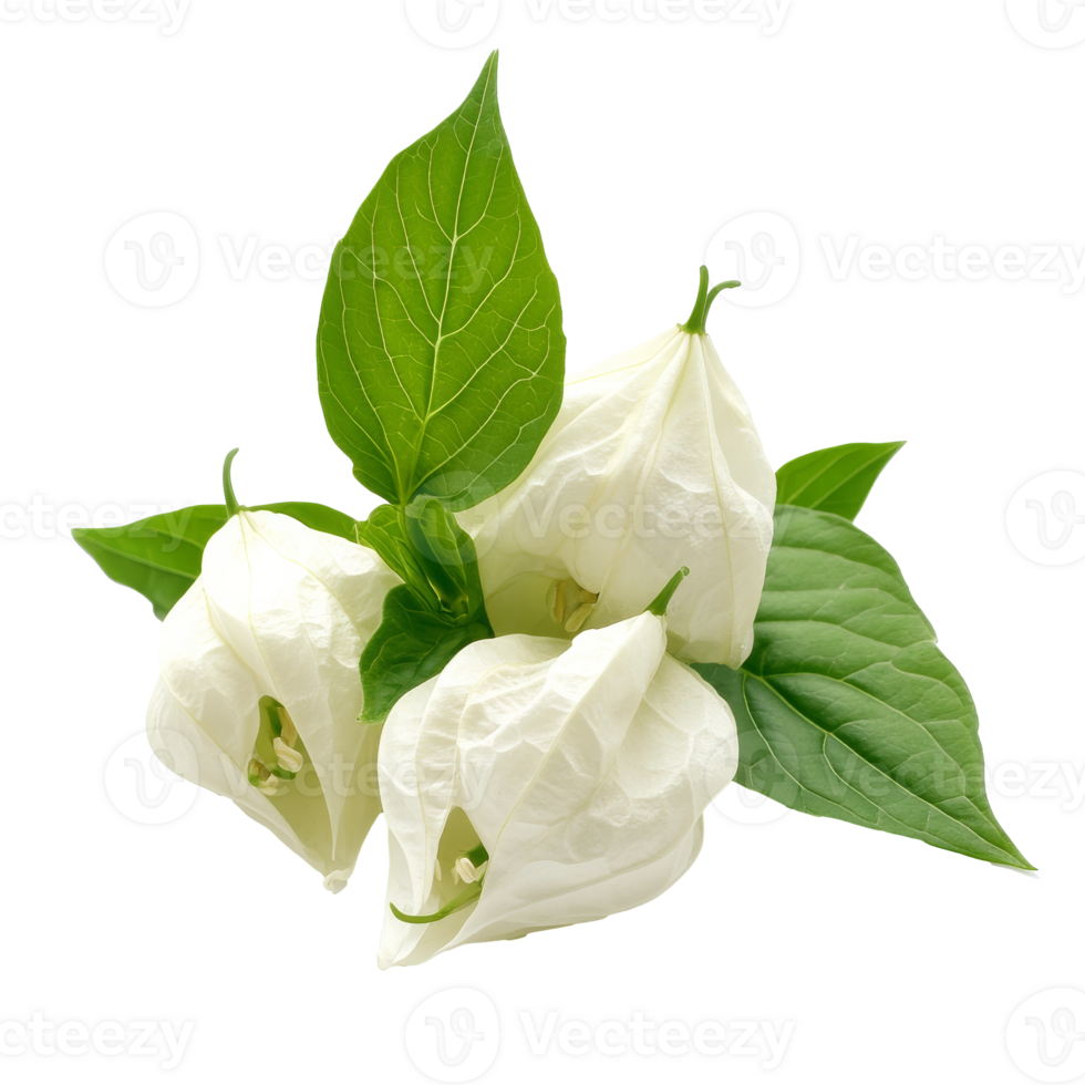 White flowers with green leaves displayed png