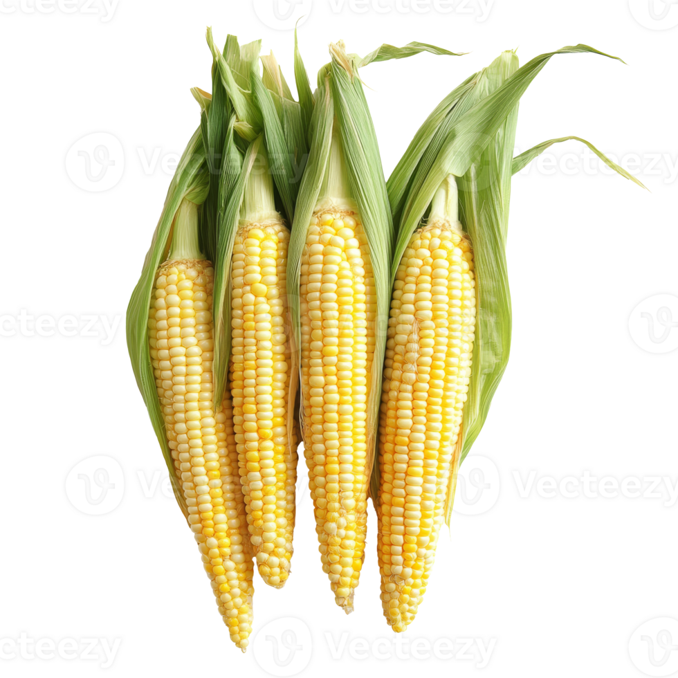 Fresh corn husked and ready for summer recipes png