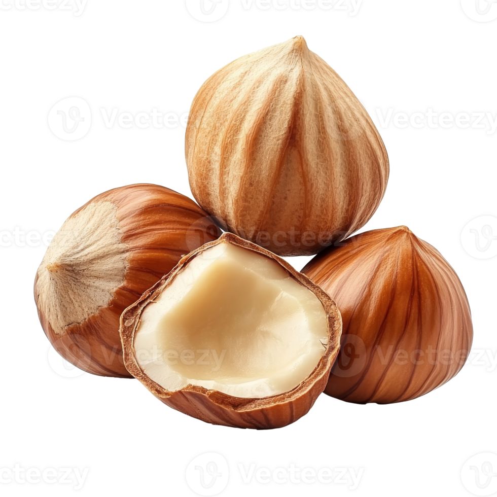 Freshly harvested hazelnuts on a white background png