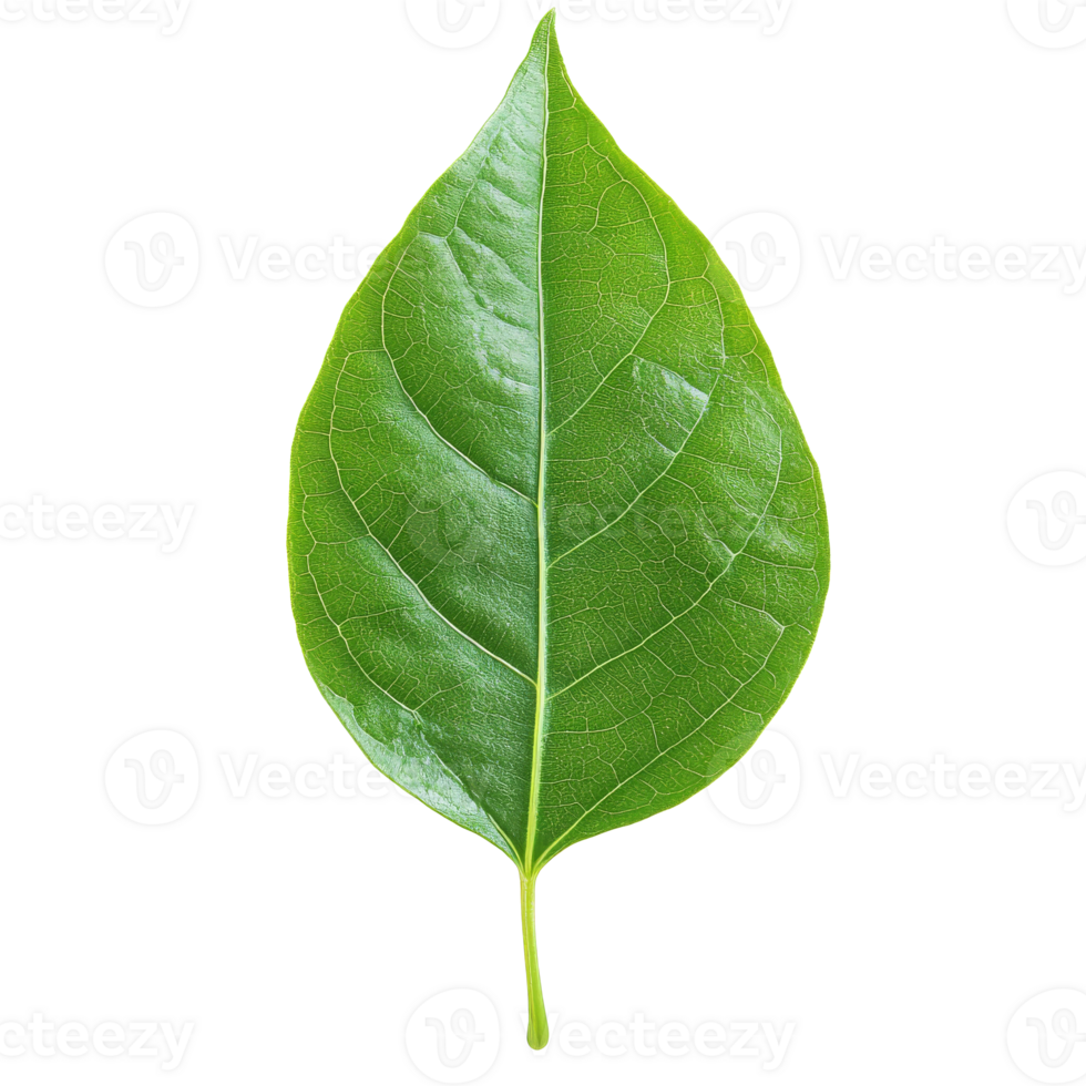 Fresh green leaf resting on a white background png
