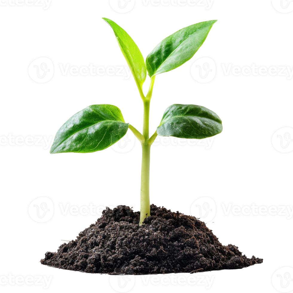 Green plant sprouting from fresh dark soil indoors png