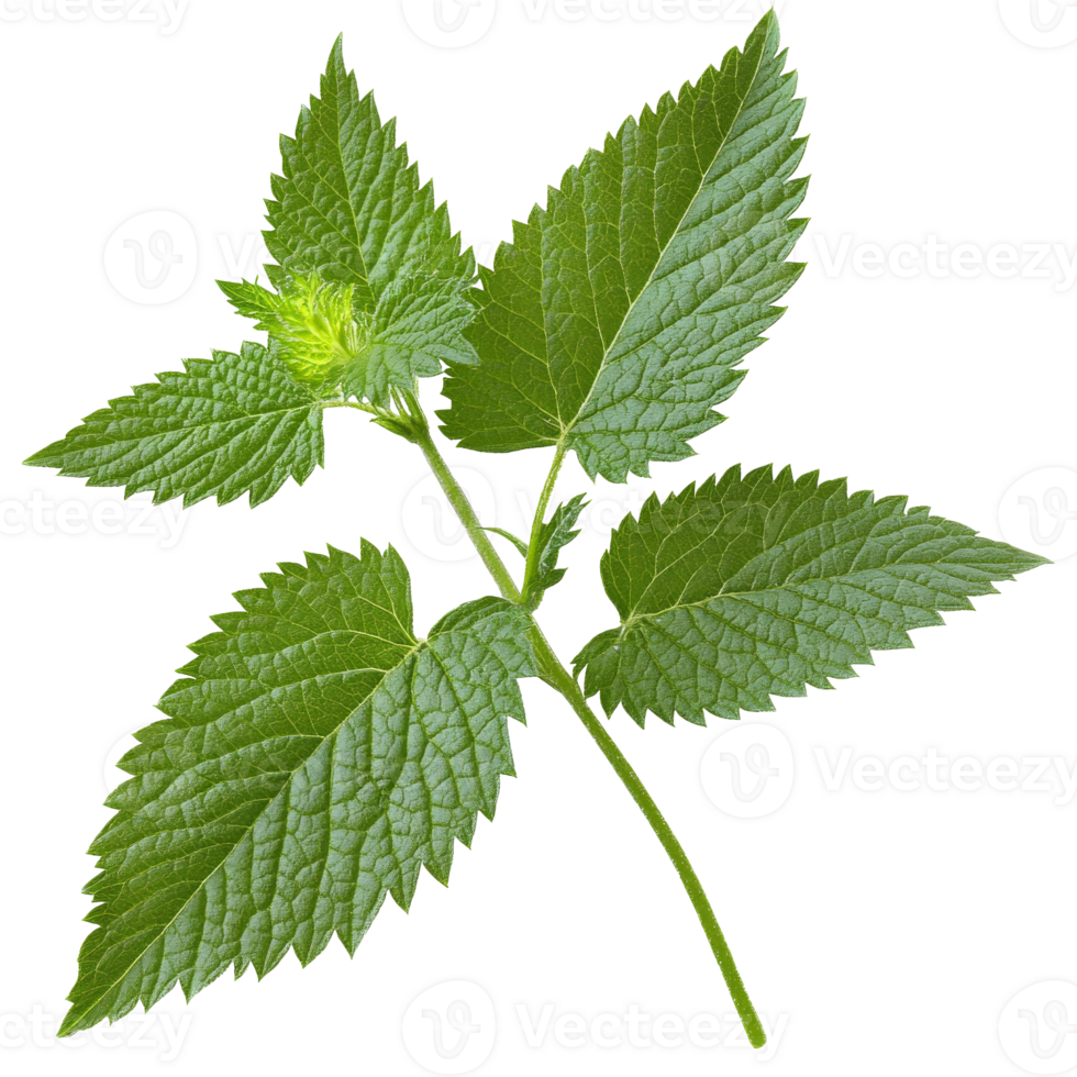 Fresh nettle leaves in lush growth png