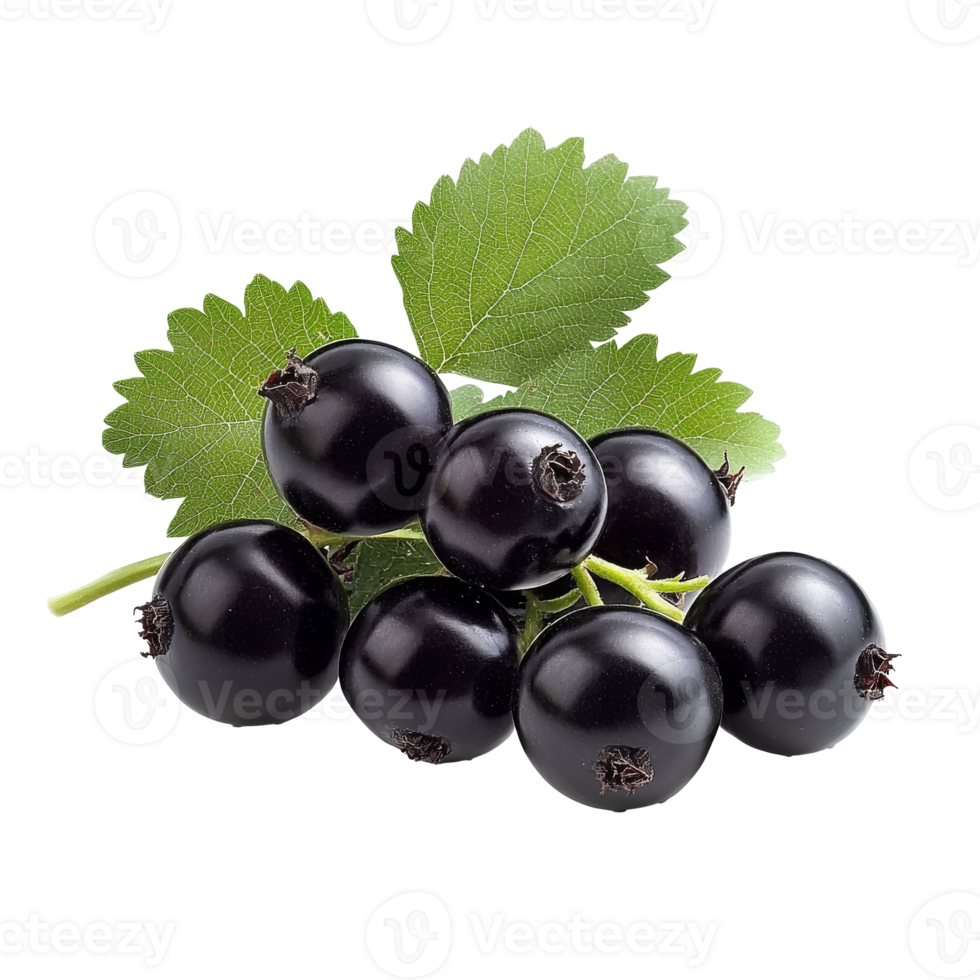 Fresh black currants with green leaves on display png