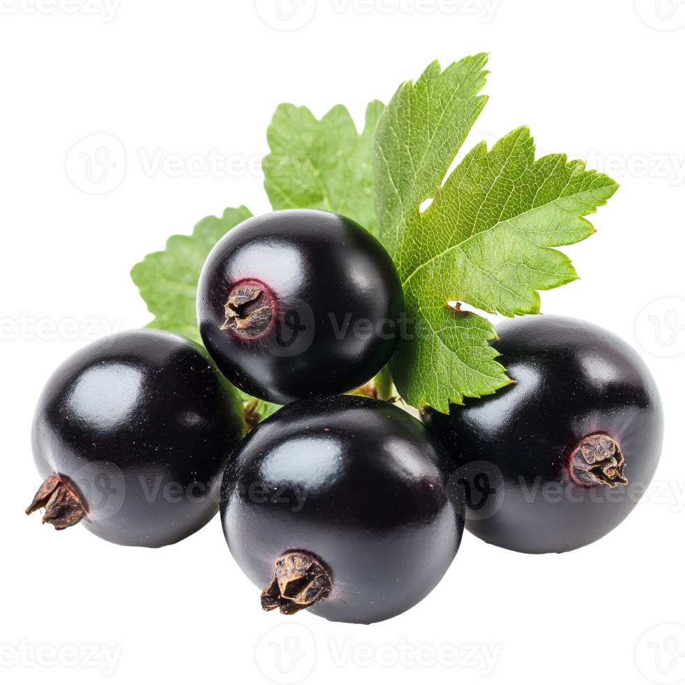 Fresh black currants with green leaves on display png