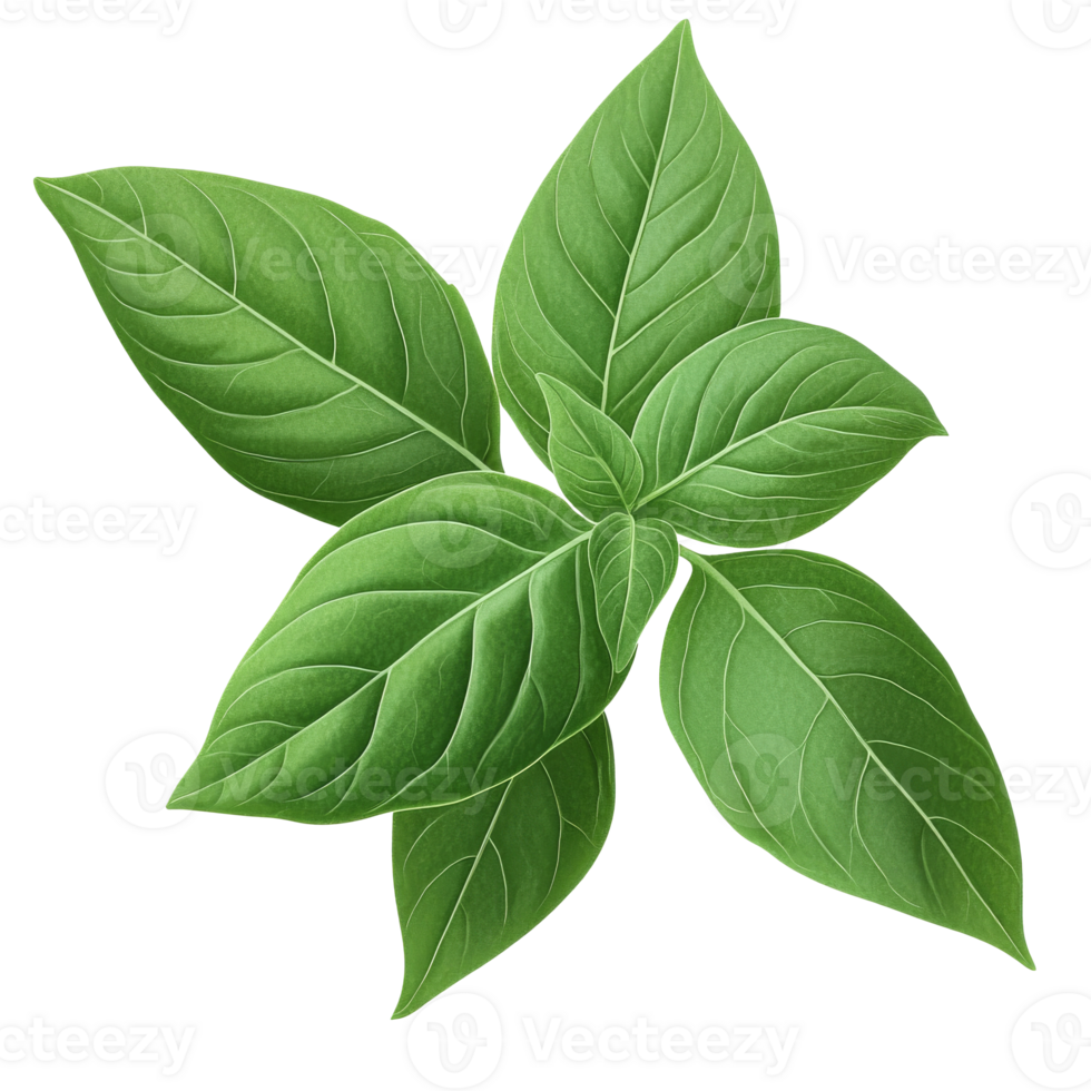 Basil leaves on a white background png