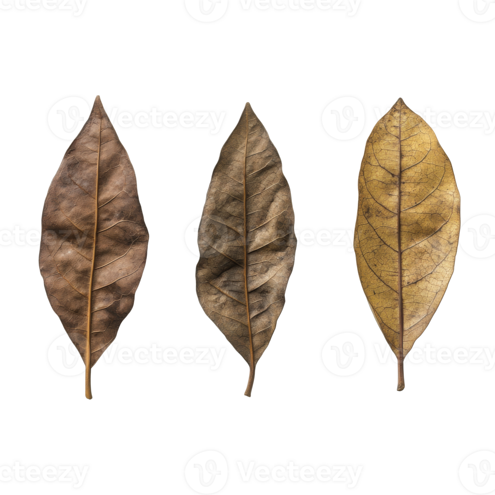 Three dry leaves showing natural decay png