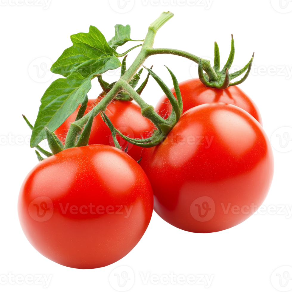 Sunlit red tomatoes with green leaves png
