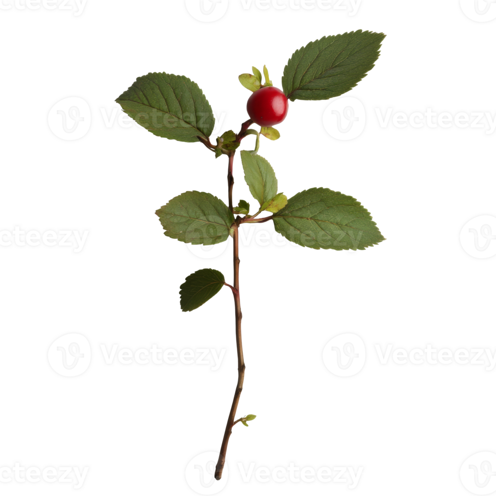 A branch with red berries and green leaves png