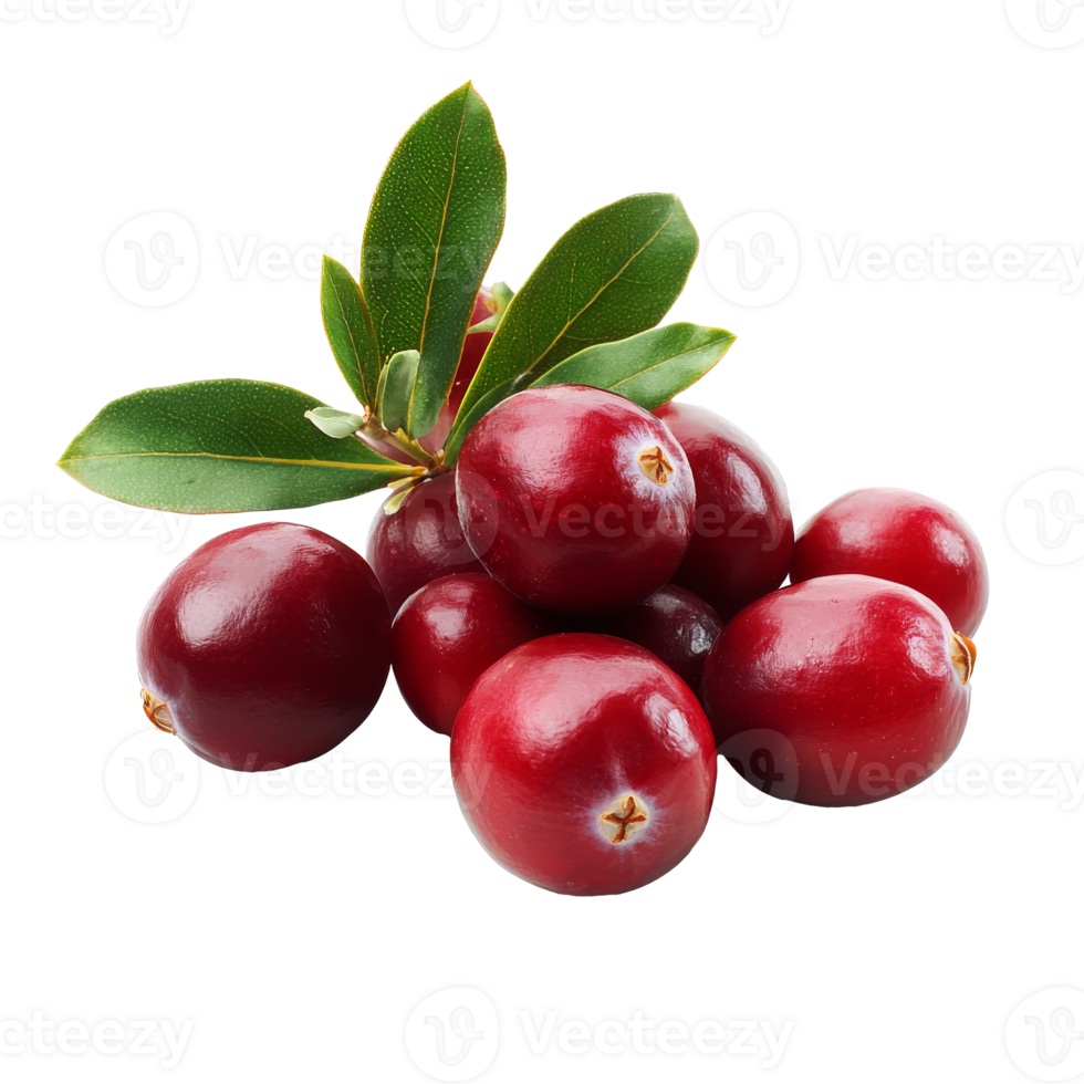 Cranberries and green leaves on white png