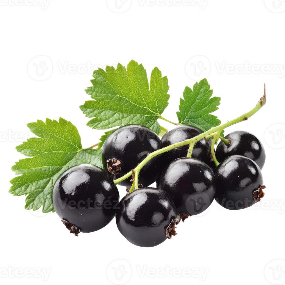 Fresh blackcurrants with green leaves on a branch png