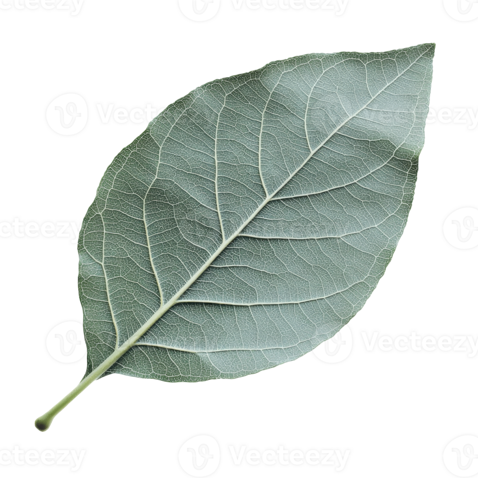 Large green leaf from a bay tree close up png