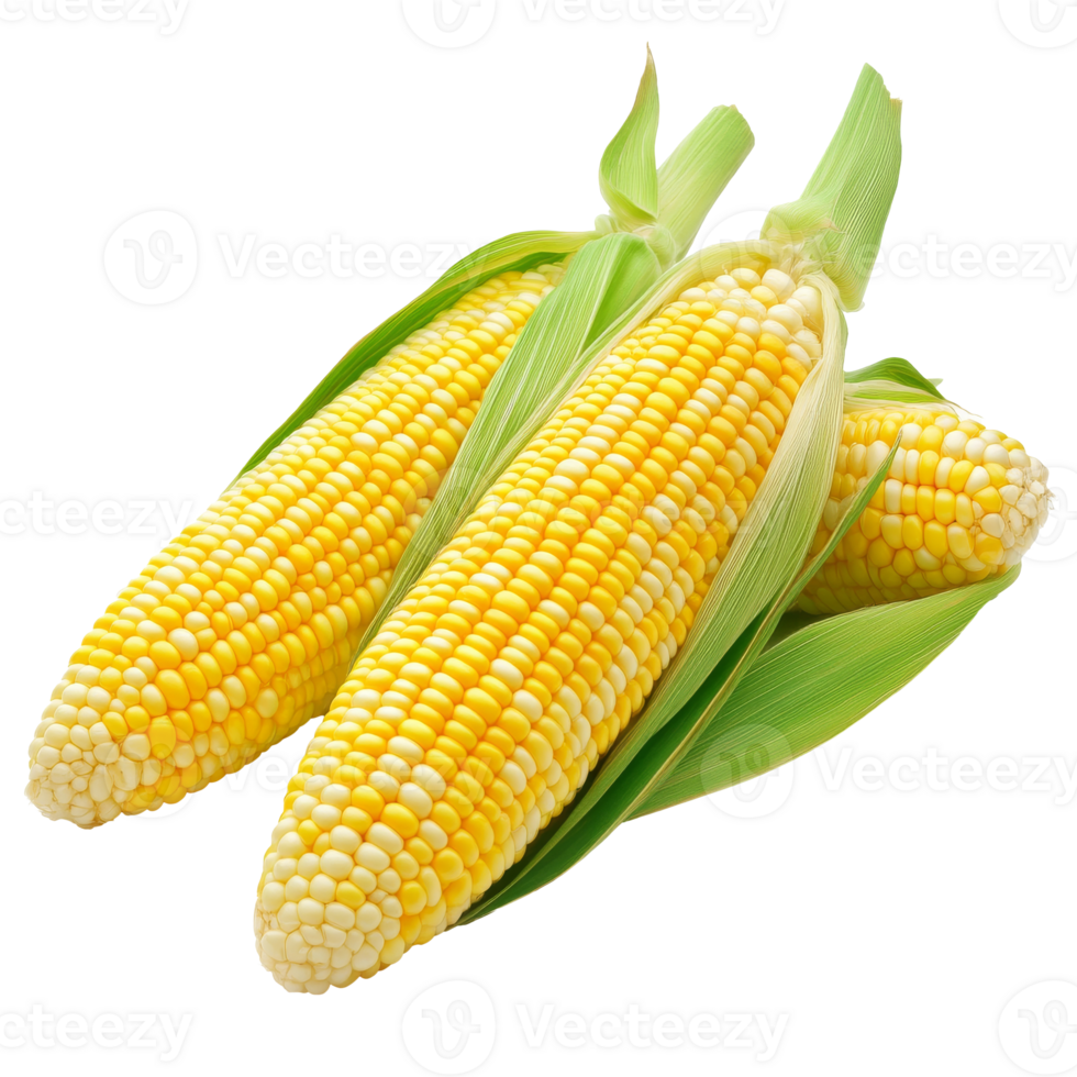 Fresh corn on the cob displayed with green husks png