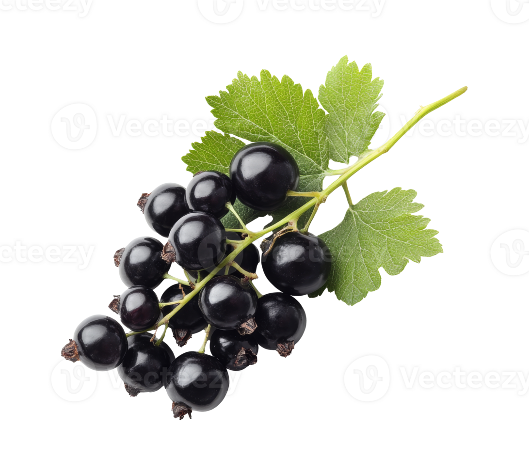 Fresh black currants with green leaves on display png