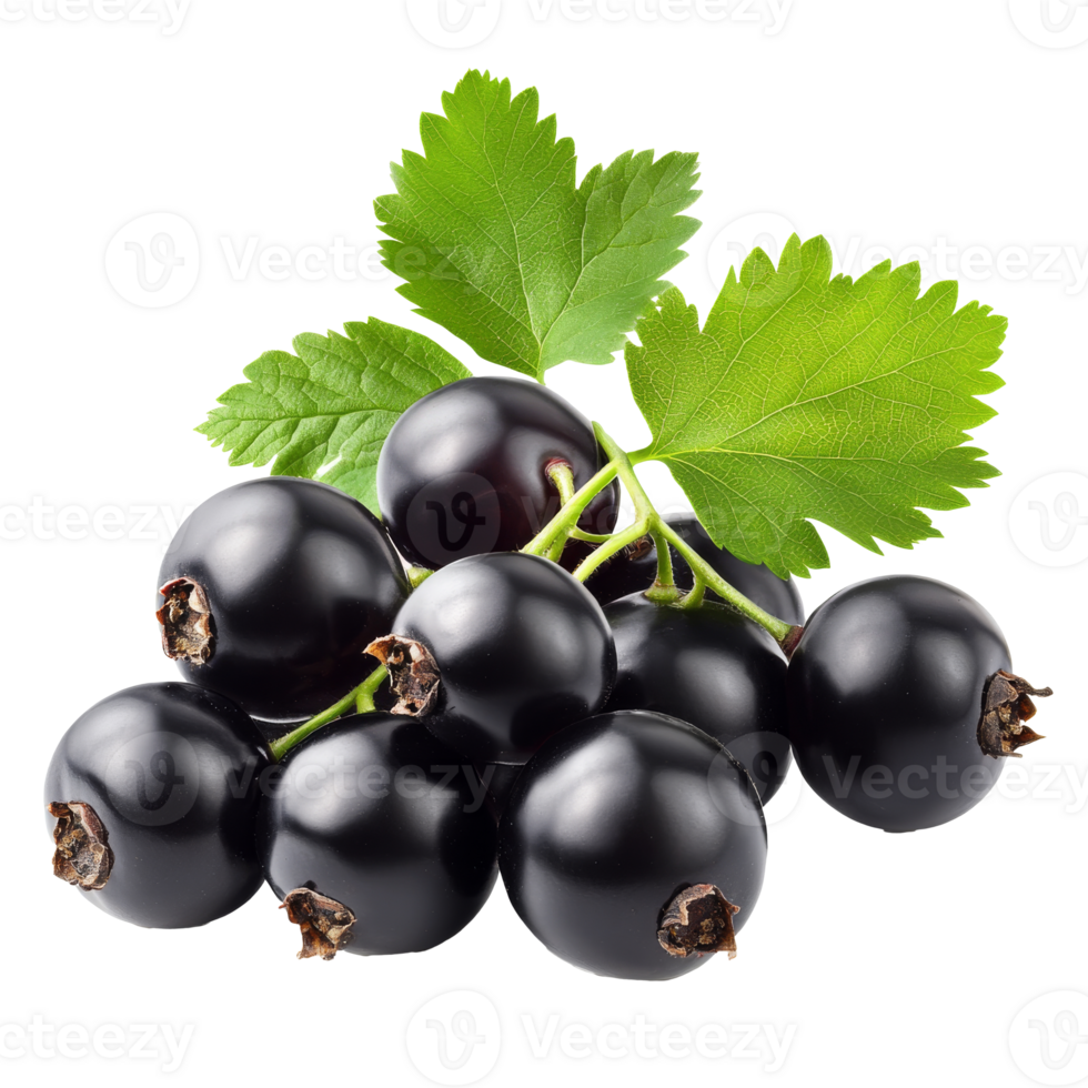 Fresh black currants with green leaves on display png