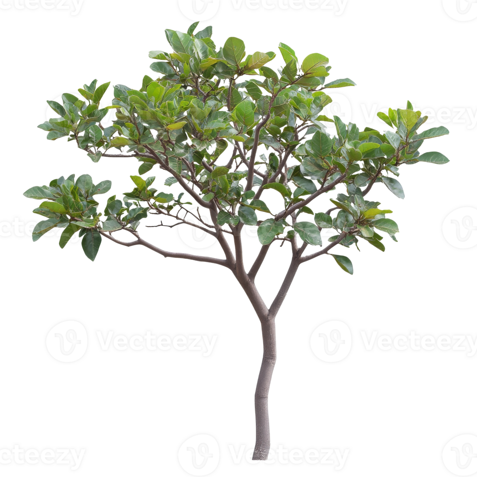 A lush green tree with abundant foliage in nature png