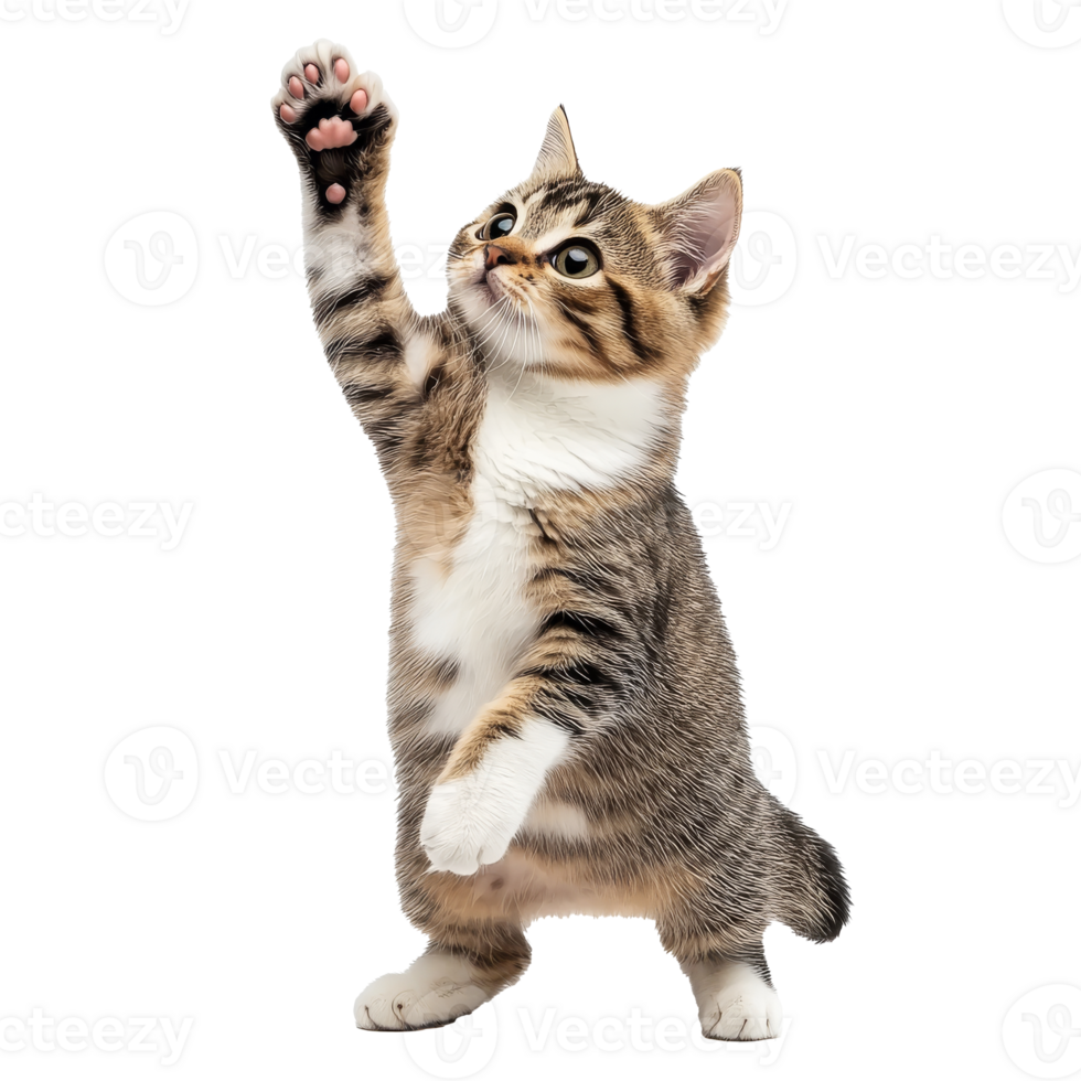 Playful tabby cat reaching for something high png