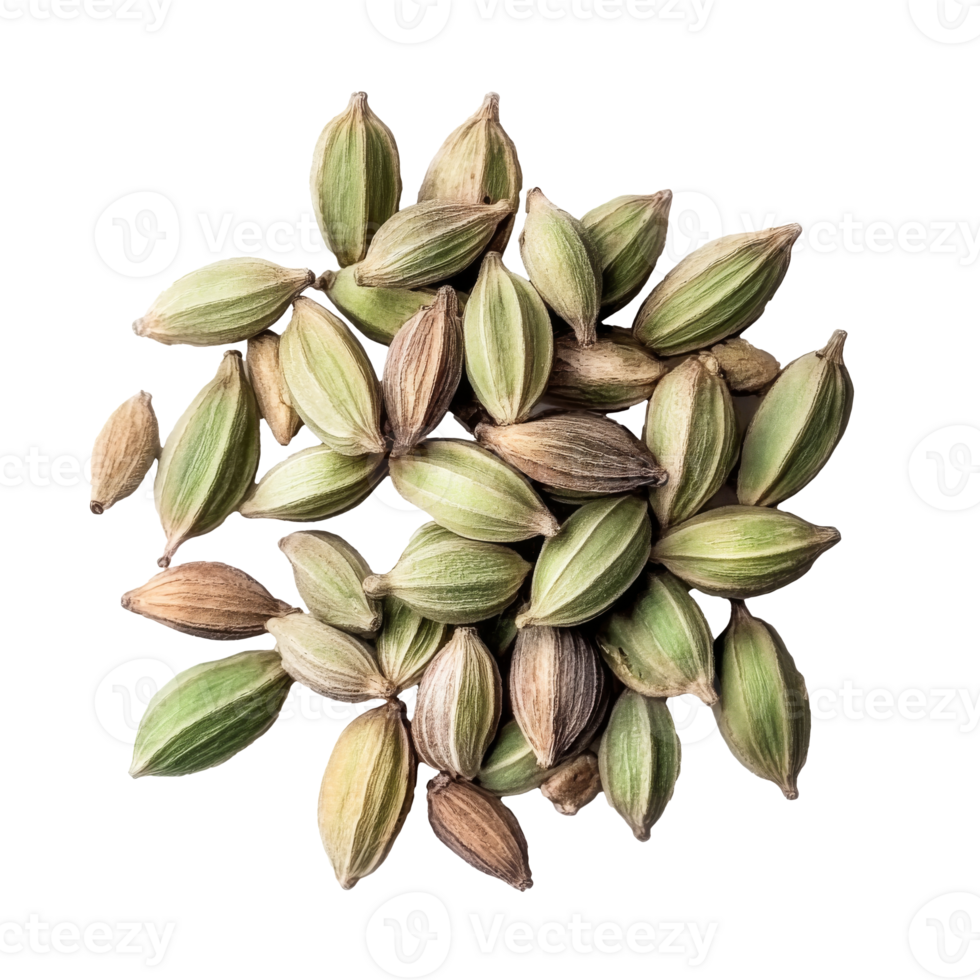 Green cardamom pods on white background png